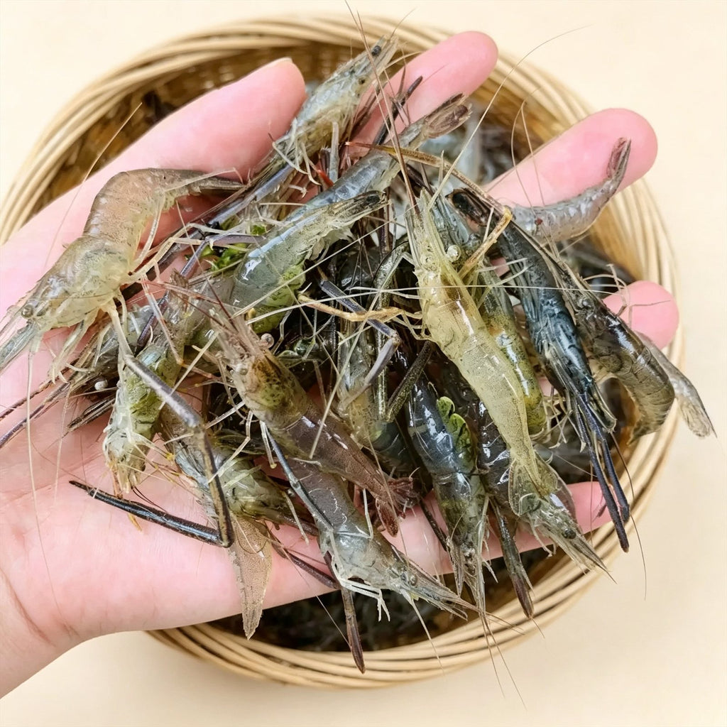 Frozen Wild River Shrimps from Weishan Lake