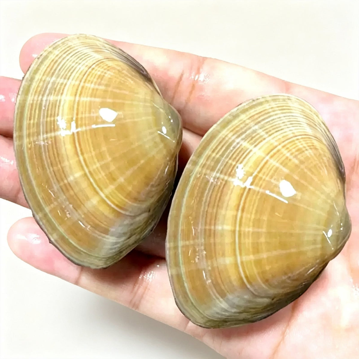 Live Dandong Large Yellow Clams